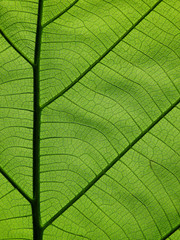 Naklejka na ściany i meble green leaves texture ( teak leaves )
