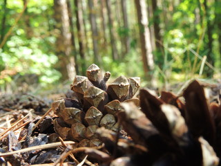 pine cones in the forest