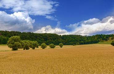 Fototapeta na wymiar Weizenfeld mit Wald im Hintergrund und einem schönen Sommerhimmel