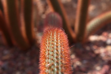 cactus in the garden