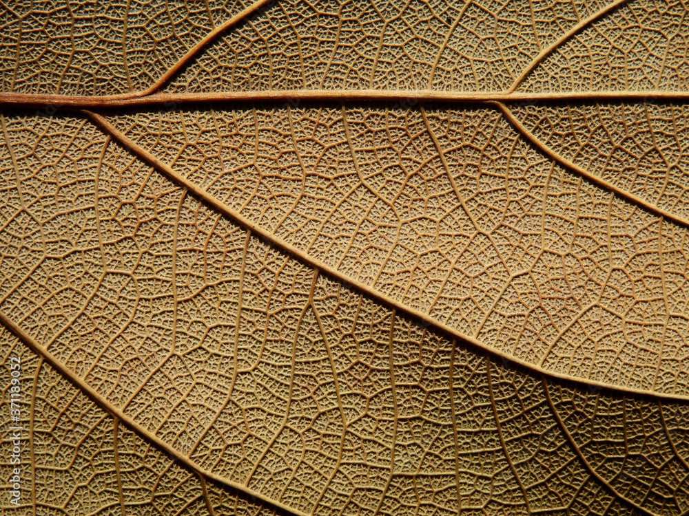 Sticker dry brown leaf texture background