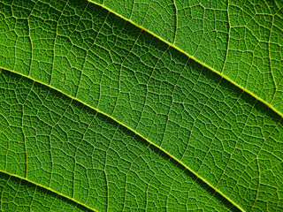 close up view of green leaf texture
