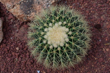 Close up thorns of cactus, Cactus Background