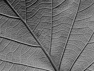 close up view dry leaves texture black and white style