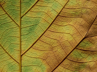 close up view of colorful autumn leaves texture