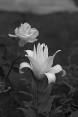 Flowering lily in the home garden in the summer. Natural blurred background. Black and white photo.