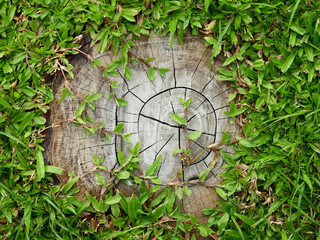 stump of tree on the green lawn, Tropical carpet grass ( Axonopus compressus (Swartz) Beav. )