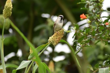bird on a maize field
