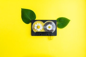 audio cassette with chamomile flowers and green tree leaves on yellow background