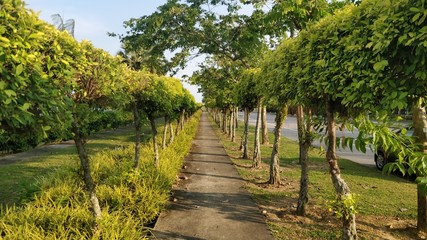 Fototapeta na wymiar Walkway with trees on both sides