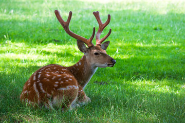 Naklejka na ściany i meble Noble deer male lying in green summer field. Wildlife background