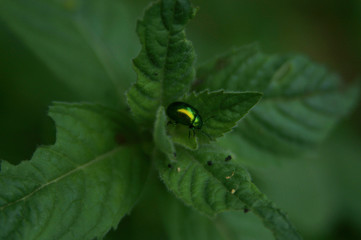 Żuk zielony pożera miętę na prędce © Lula4ever
