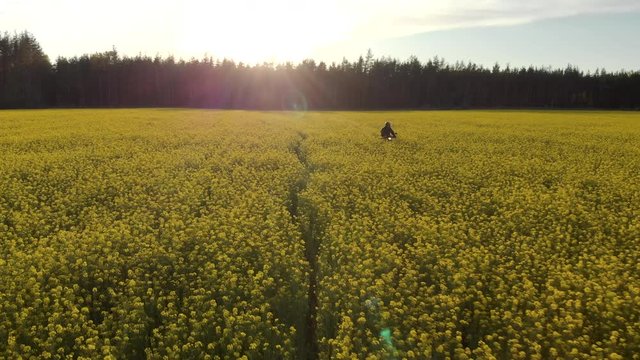 Aerial: front view of a motorcyclist on an Enduro driving fast through a field of rapeseed flowers in a rural wooded area at sunset. The concept of freedom and recklessness, internal travel
