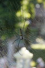 spider on web
