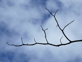 dry branch of tree silhouette with cloud in blue sky background
