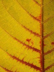 close up view colorful autumn leaves texture