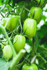A branch with green, unripe tomatoes. Healthy food.