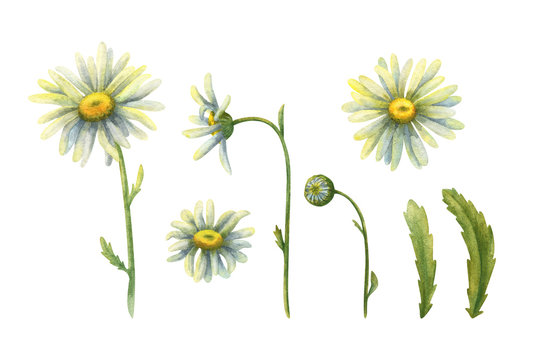 Flowers of white field chamomile. Set of Botanical watercolor illustrations. Stock image. Flower, Bud, leaf. Summer flowering plant. Decorative clipart