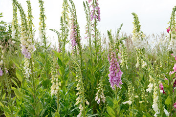colorful flowering foxglove in in the nature © Caro