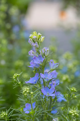 Blooming blue flowers delphinium，Consolida ajacis
