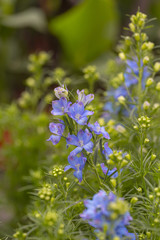 Blooming blue flowers delphinium，Consolida ajacis
