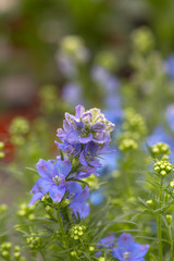 Blooming blue flowers delphinium，Consolida ajacis
