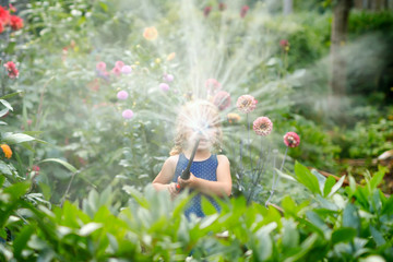 Obraz premium Beautiful little toddler girl watering garden flowers with water hose on summer day. Happy child helping in family garden, outdoors, having fun with splashing