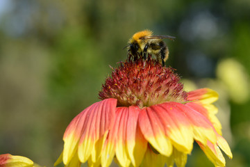colorful gaillardia growing in the garden