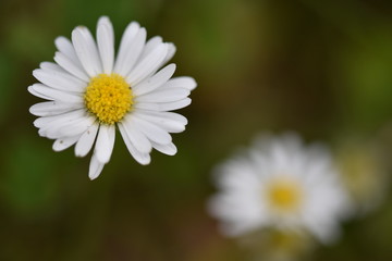 Obraz na płótnie Canvas Closeup of a small daisy flower