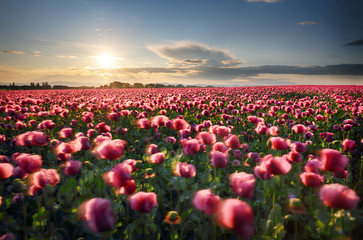 Fototapeta na wymiar Landscape with nice sunset over poppy field
