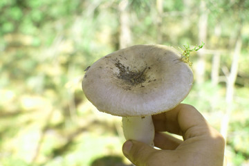 forest mushrooms in hand hold fresh mushrooms collected in the forest.