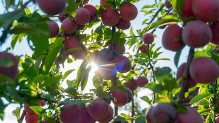 cherry plum on a branch close up