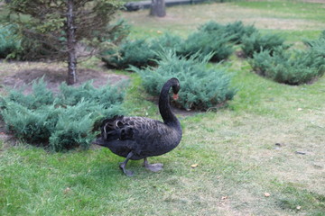 Scenic view with one black swan in the summer garden of the city