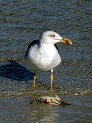 A seagull eats a crab at Sanibel Island, Bowman Beach