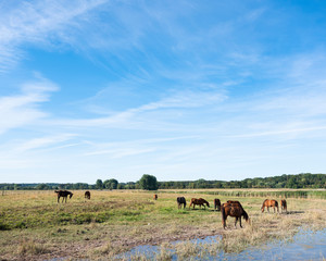 brown horses in delta of river somme in french normandy