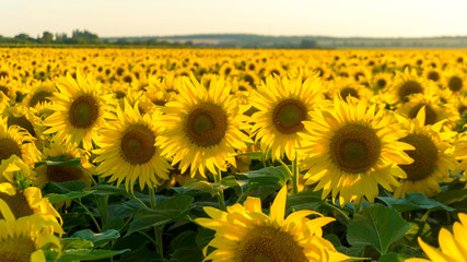 Fototapeta premium a sunflower field at sunset