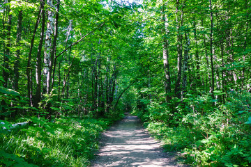 Pathway in summer forest for walking & bicycle rides