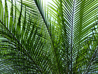 Obraz na płótnie Canvas green palm leaf of of mountain date palm ( Phoenix loureiri )