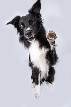 Dog Saying Hi, Raises One Paw Up