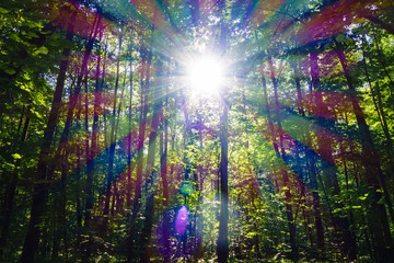 Obraz na płótnie Canvas Sunlight, breaking through the forest foliage, is decomposed into rays and plays with all the color spectrum hues