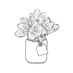 Hand drawn monochrome crocus flowers in mason jar clipart. Floral design element. Isolated on white background. Vector