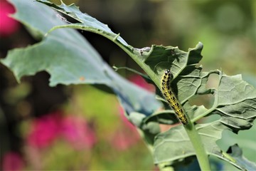 Cabbage caterpillar on a green cabbage leaf