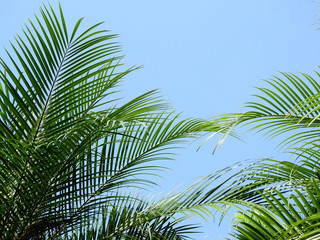 green palm leaf of of mountain date palm ( Phoenix loureiri )