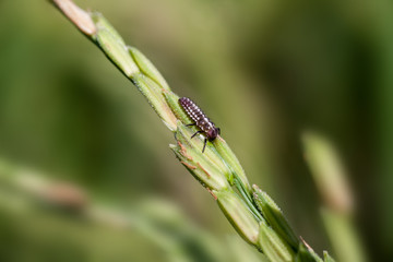 2 June 2010, Yogyakarta, Indonesia: Closeup Small Insect On Green Paddy Farm.