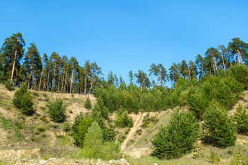 Fototapeta na wymiar Pine forest growing on steep slops of rocks. Corner of nature, almost untouched by human. Nobody's around, sky is perfectly clear