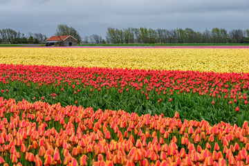 Fototapeta premium Holland landscape of flowers, tulips and windmills