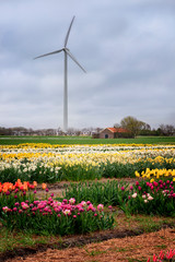 Holland landscape of flowers, tulips and wind power
