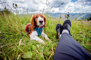 Healthy happy adorable welsh springer spaniel dog breed enjoying hiking in mountains.