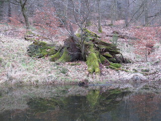 Baumstumpf am Teich