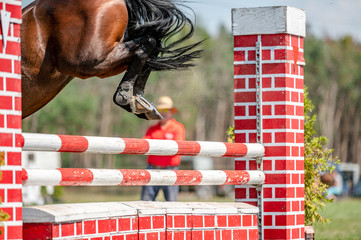 Horse detail from showjumping competition in summer. Close-up detail of horse movement.